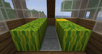 A naturally grown Glistering Melon