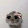 softoryce
