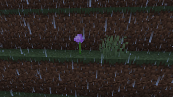 Rain