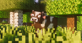 Cows