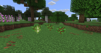 forest saplings