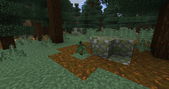 spruce sapling