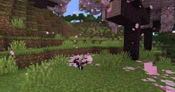 cherry sapling