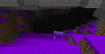 the purple cat