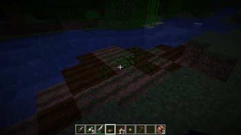 Seed bag!