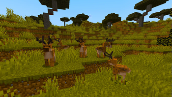 Savvana+ Deers