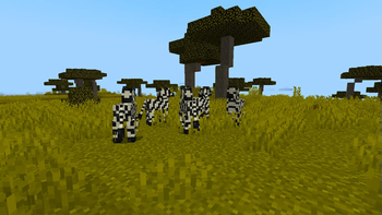 Savvana+ Zebras