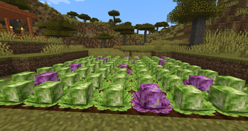 Corrupted cabbages