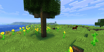 Sunflower Under Tree