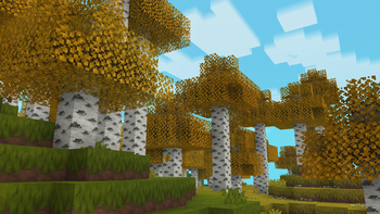 Birch forest