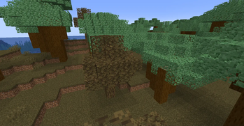 The Sycamore Forest