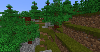 The Cedar Forest