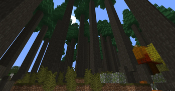 The Sequoia Forest