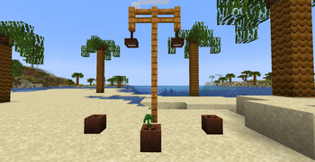 Coconuts