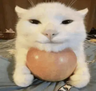 bopsh