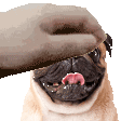 Pet The Totem (Animated Pug)