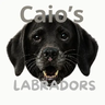 Caio's Labradors
