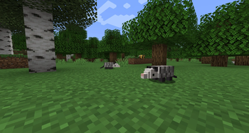 Opossums in the forest