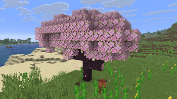 Hanami