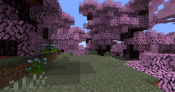 Sakura Forest