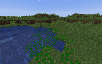 Duckweed