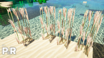 Unique Sugarcane!