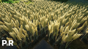 Wheat - Full Grown