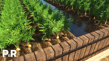 Carrot Farm