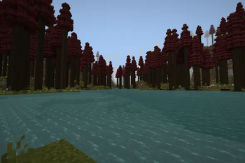 Redwood forest