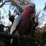 Reg_The_Galah
