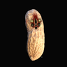 SCP-173 The real Peanut