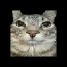 Totem Cat Meme