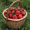 Strawberry project artwork