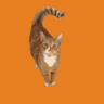 cat11meow