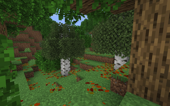 Leaf Litter Forest