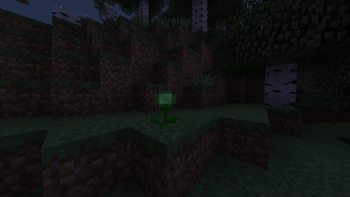 The Creeper Blossom