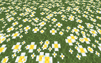 Oxeye Daisies