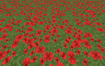 Poppies
