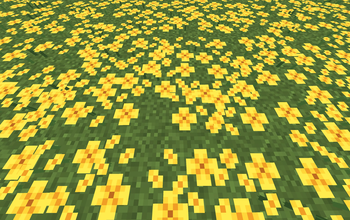 Dandelions