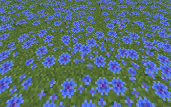 Cornflowers