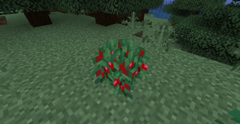 Red Sweet Berry Bush (Default)