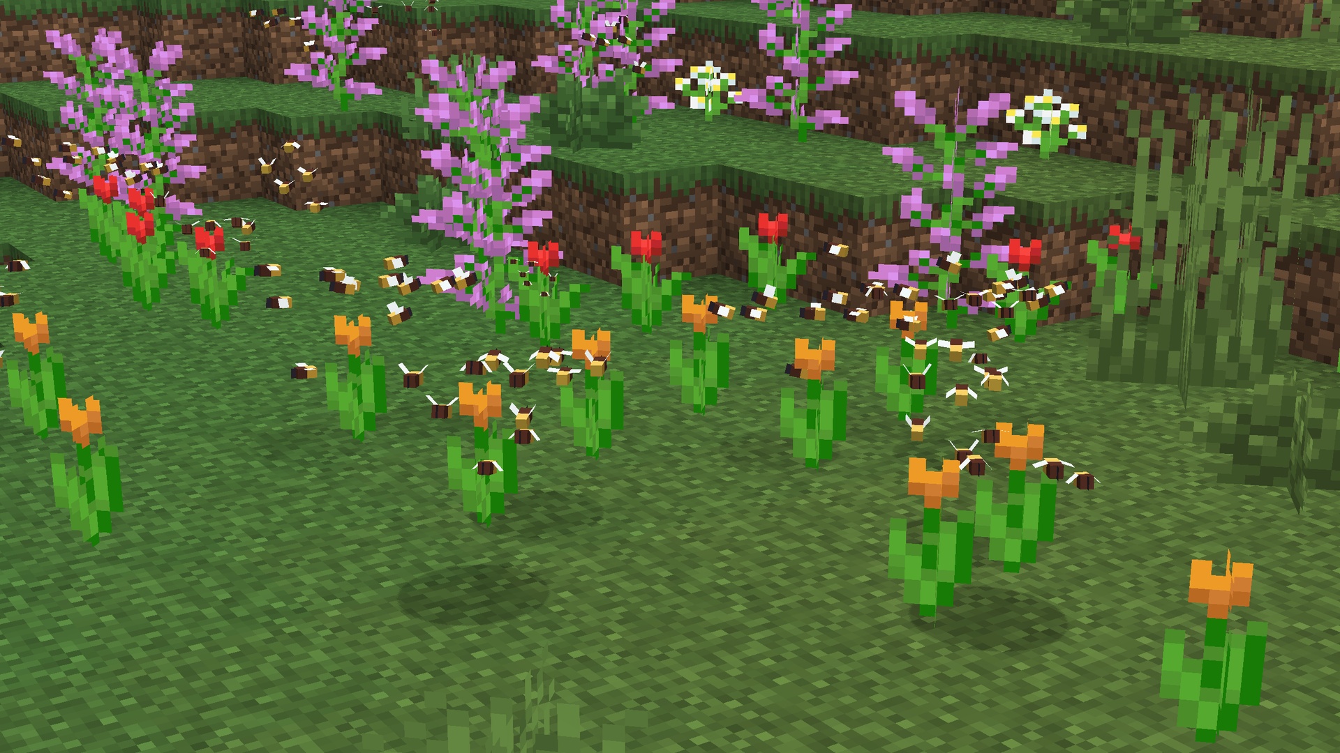 Orange Flowers