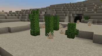 Cactus Remodeled