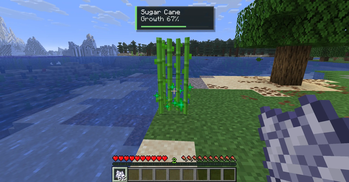 Bone Meal Sugar Cane