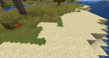 Grass patches on a beach