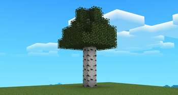 Birch tree