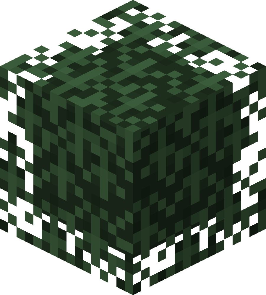 Spruce Leaves