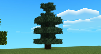 Spruce Tree