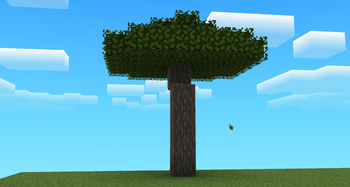 Acacia Tree