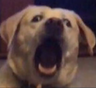 Saturn_Dog_Enthusiast
